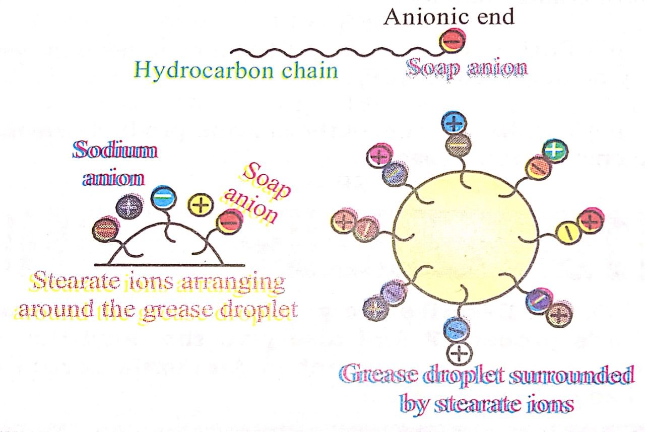 The anionic head of stearate ion (-COO-) is hydrophobic in nature