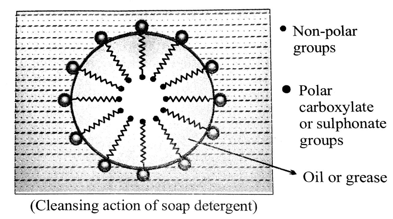 (Cleansing action of soap detergent)